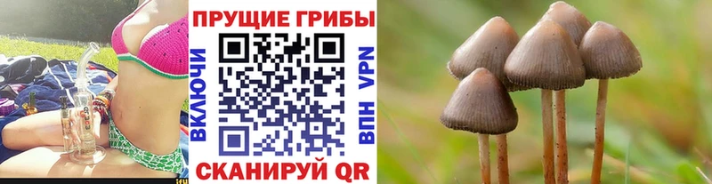 Купить закладки Дальнереченск Галлюциногенные грибы Cubensis